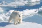 Norway, Svalbard. Polar bear on pack ice in Arctic Ocean. Art Print